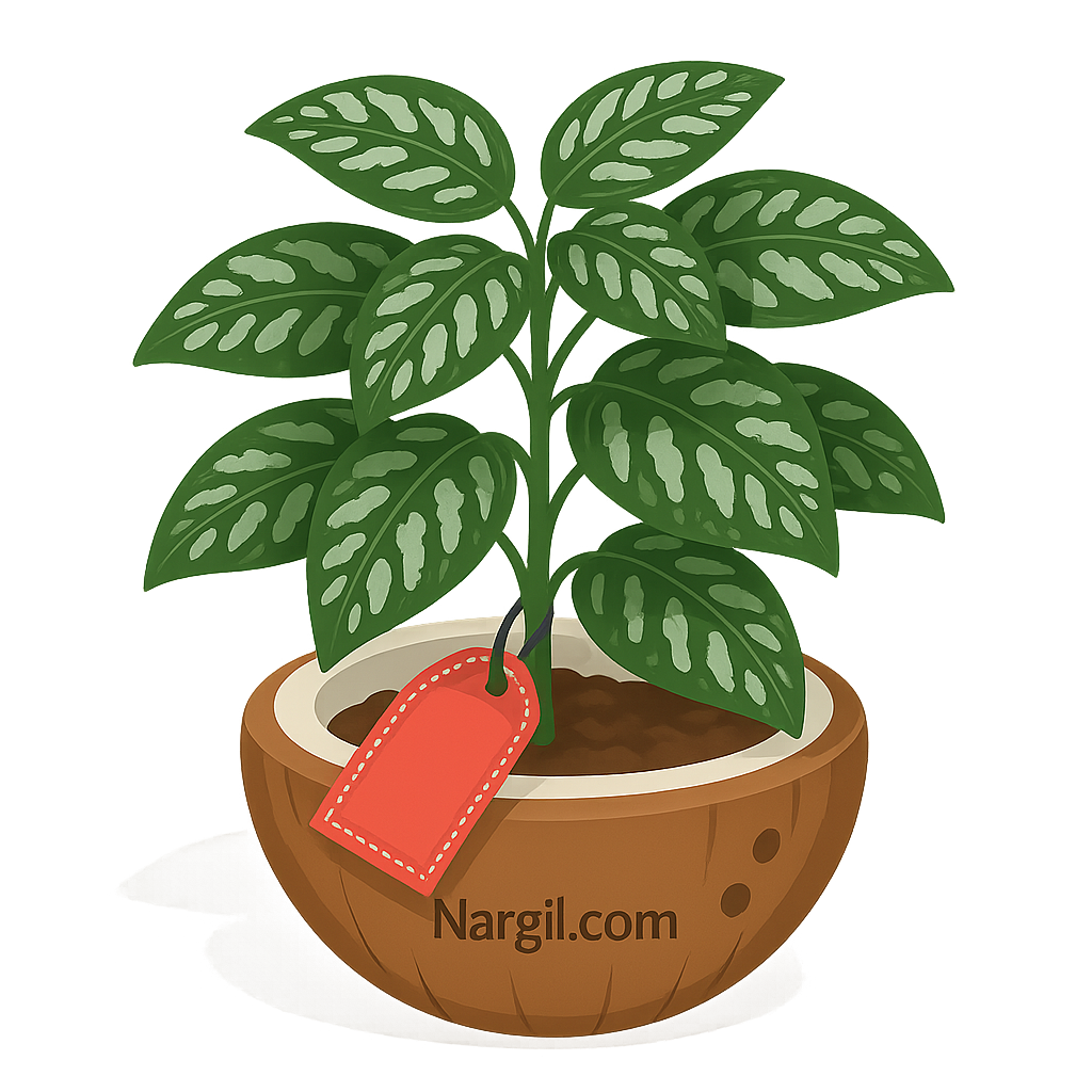 Nargil_Pilea Cadierei
